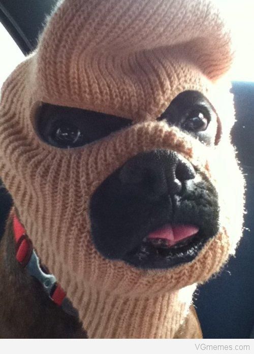 a dog in a stocking cap mask