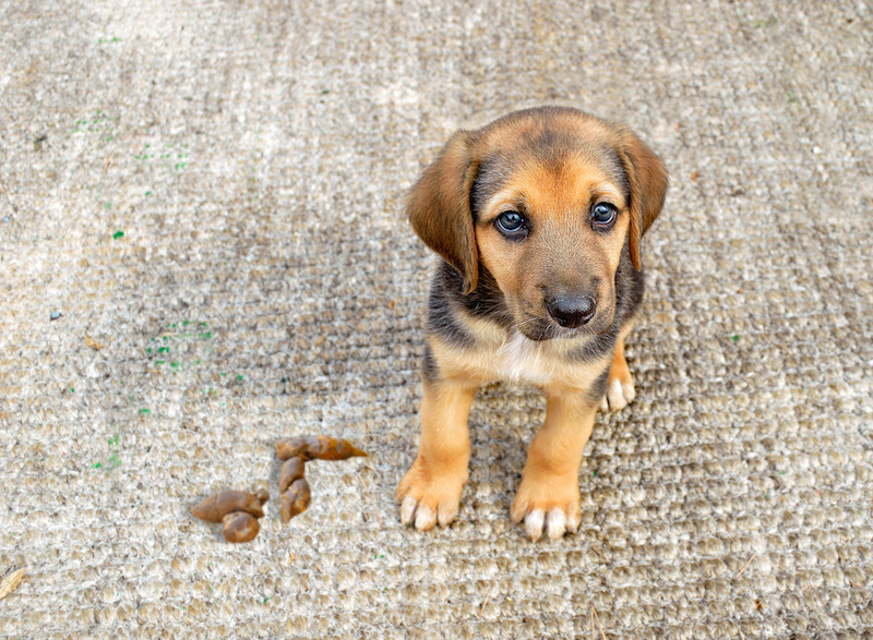 a cute dog next to a poop on carpet