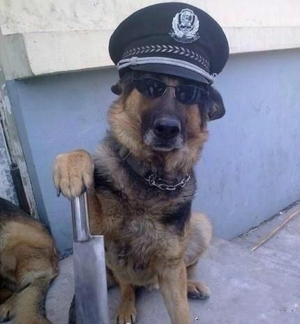 a dog in a cop's hat and badge