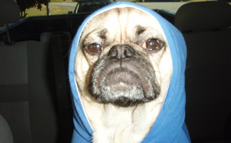a dog in a hoodie