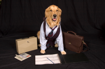 a dog in a vest next to a briefcase