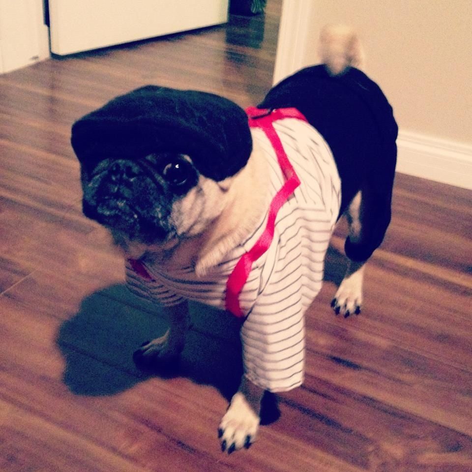 a pug in a mime costume